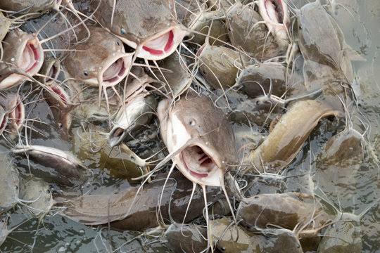 Fresh catfish from Fish Heritage
